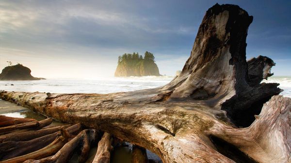 Second Beach, near Olympic National Park and La Push, Washington, USA