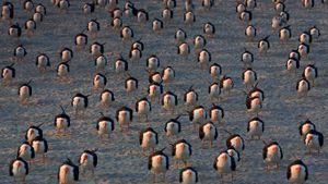 美国新泽西州，五月岬上的黑剪嘴鸥 (© Ingo Arndt/Minden Pictures)(Bing China)