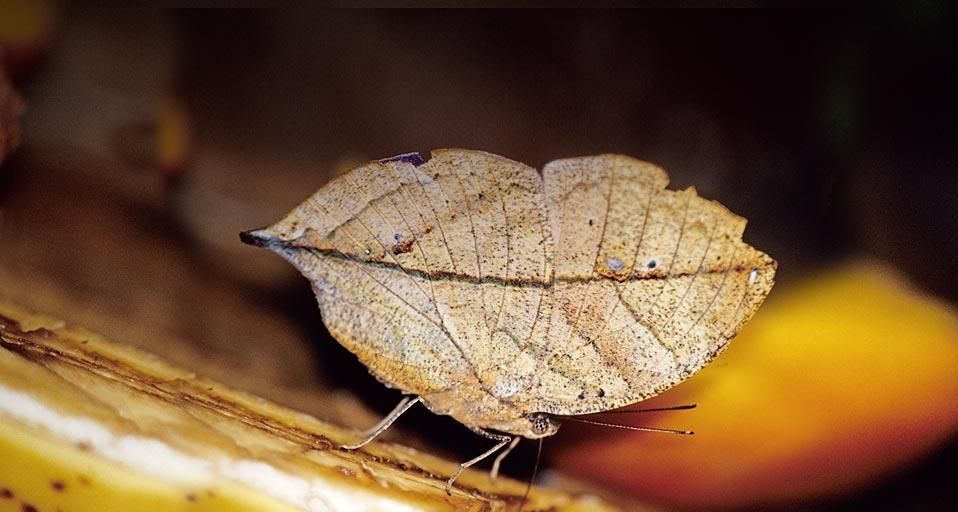 LeafMimicButterfly