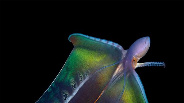 Blanket octopus in Palm Beach, Florida, USA