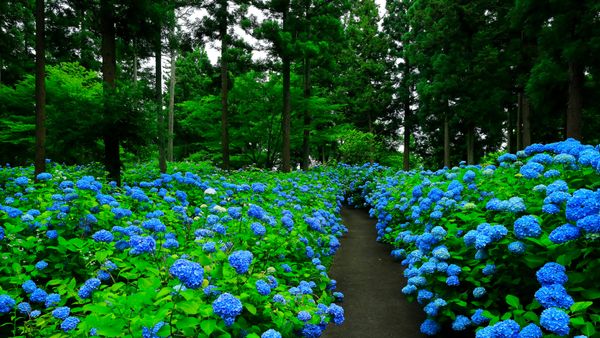 あじさいの花房, 岩手県 奥州市