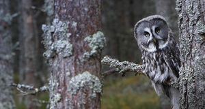 Great Grey Owl -- Morales/age fotostock &copy; (Bing United States)