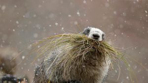｢シラガマーモット｣アラスカ, デナリ国立公園 (© Perry de Graaf/Minden Pictures)(Bing Japan)