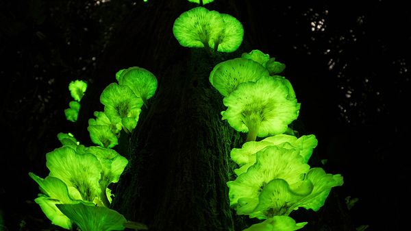 Ghost fungus on a tree in the Atherton Tablelands, Queensland, Australia