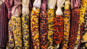 Flint corn (© Cynthia Liang/Shutterstock)(Bing United States)
