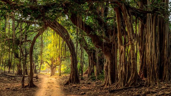 Jeep trail in Ranthambore National Park, India