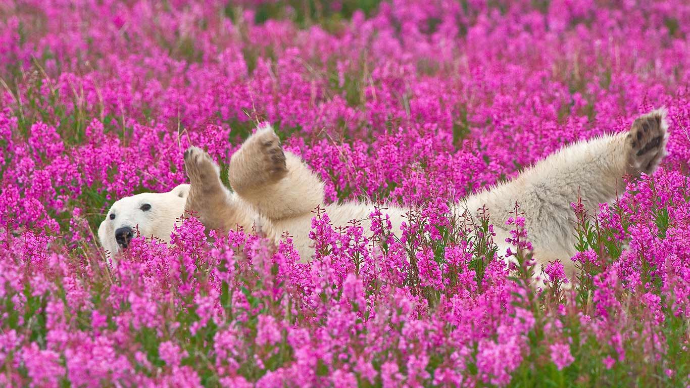 Polar bear (Nanook) playing in fireweed