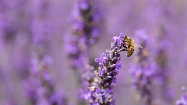 Honey bee on lavender flowers