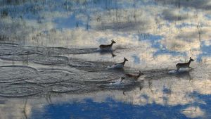 ｢氾濫原のリーチュエ｣ボツワナ, オカバンゴ・デルタ (© Sergey Gorshkov/Minden Pictures)(Bing Japan)