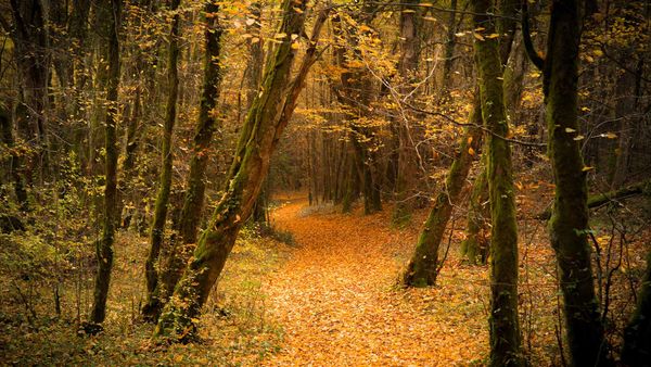 Forêt en automne