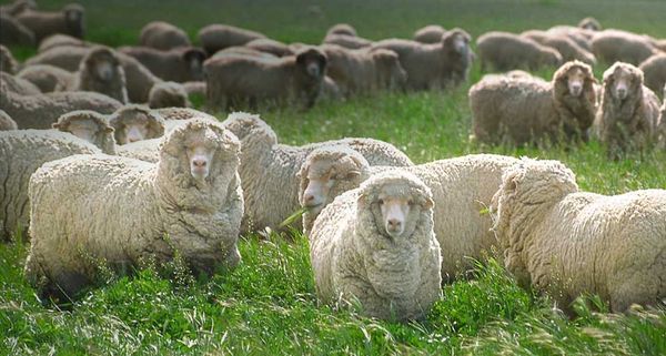Sheep