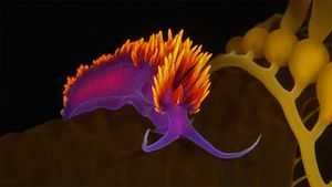 圣卡塔利娜岛附近海藻上的西班牙披肩海蛞蝓，加利福尼亚海峡群岛 (© WaterFrame/Alamy)(Bing China)
