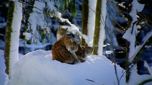 ｢ヨーロッパオオヤマネコ｣ドイツ, バイエルンの森国立公園 (© Framepool)(Bing Japan)
