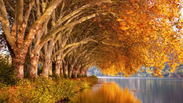 Herbstbäume am Baldeneysee, NRW