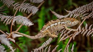 琥珀山国家公园里的豹变色龙，马达加斯加 (© Christian Ziegler/Minden Pictures)(Bing China)