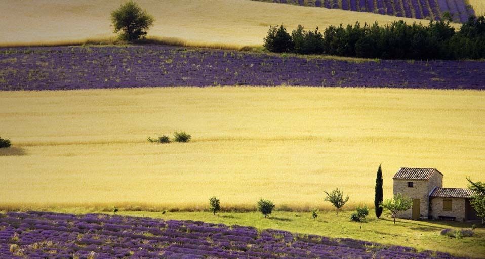 Lavender fields near Sault, Provence-Alpes-Cote d'Azur, France