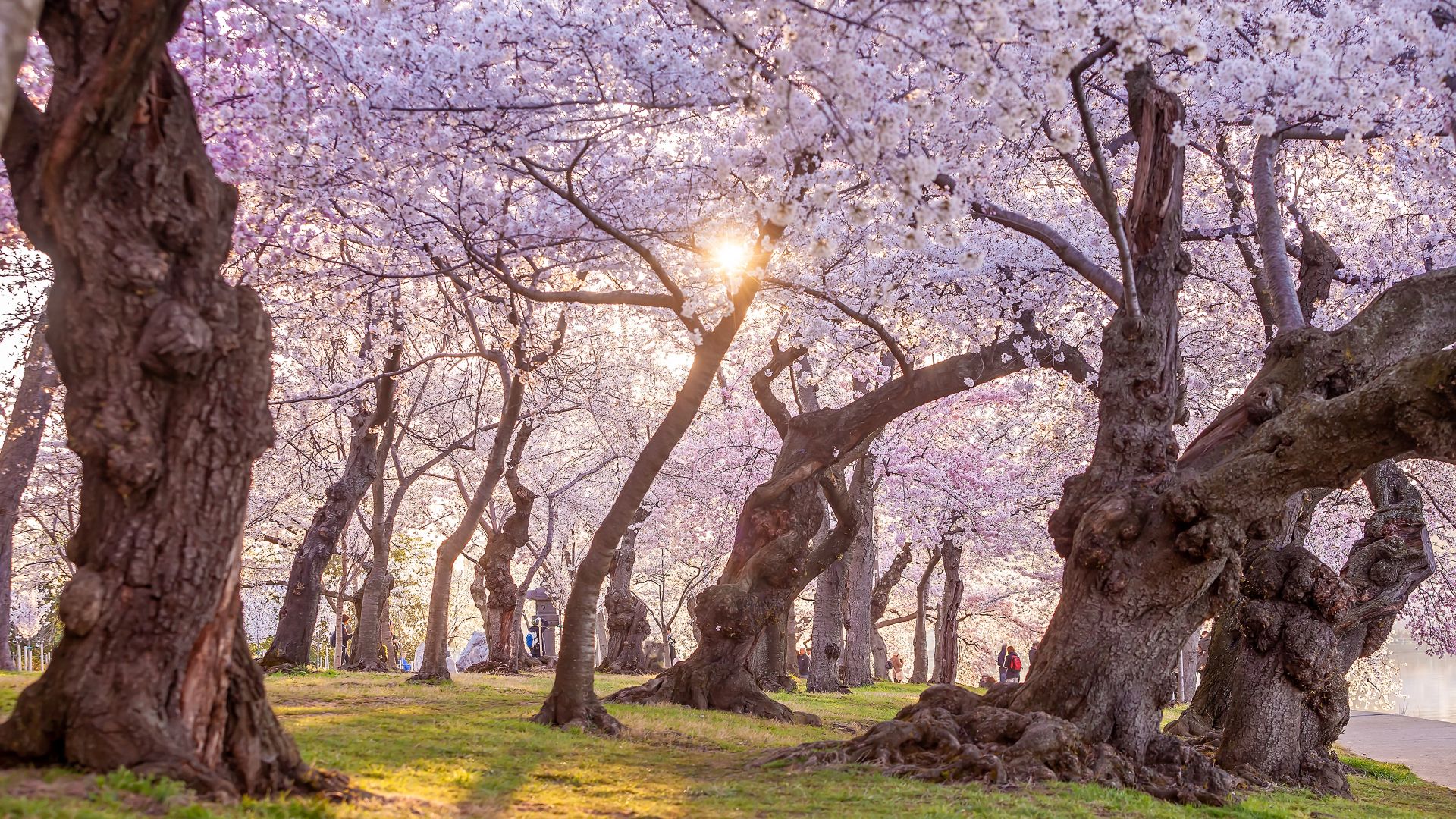 National Cherry Blossom Festival, Washington, DC, United States