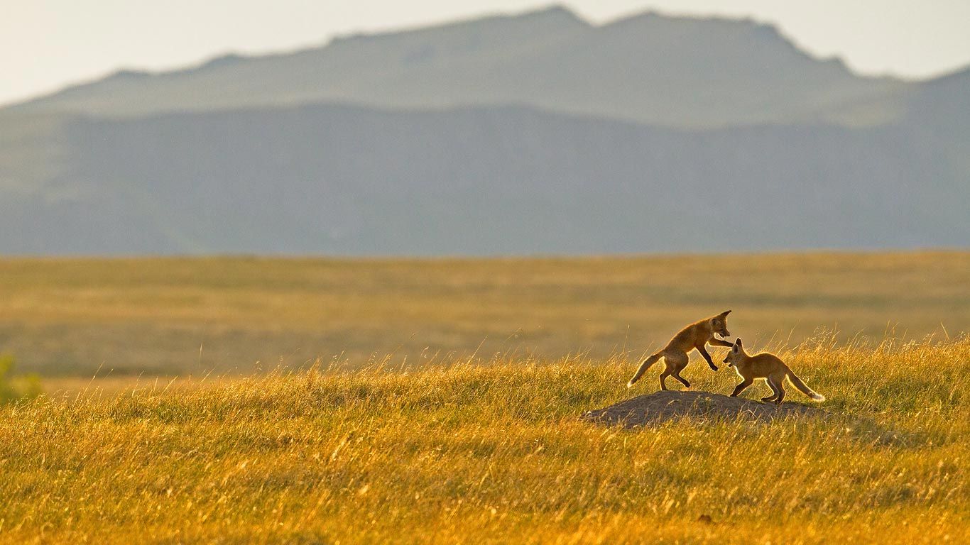 Renardeaux jouant au pied des montagnes Rocheuses près de Cascade, Montana, États-Unis