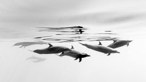 Pantropical spotted dolphins off the coast of Ixtapa, Mexico (© Christian Vizl/Tandem Stills + Motion)(Bing Australia)