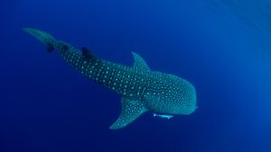 チェンデラワシ湾のジンベエザメ, インドネシア (© Andy Lerner/Tandem Stills + Motion)(Bing Japan)