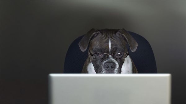Take Your Dog to Work Day
