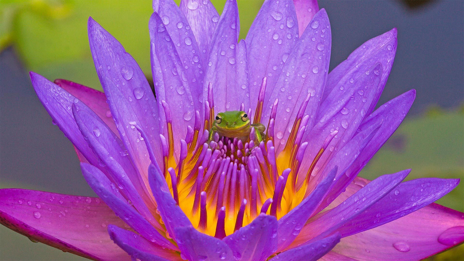 Green tree frog and water lily, Lake Kissimmee, Florida