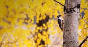 Woodpecker searching for food in aspen tree (© Artbeats) &copy; (Bing United States)
