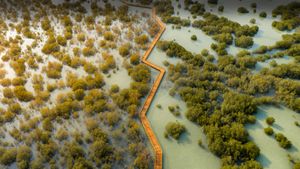 Parc de mangrove de l’île Jubail à Abou Dabi, Émirats Arabes Unis (© Amazing Aerial Premium/Shutterstock)(Bing France)