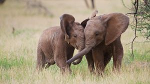 Young African elephants playing in Samburu National Reserve, Kenya (© Jeff Vanuga/Corbis)(Bing New Zealand)
