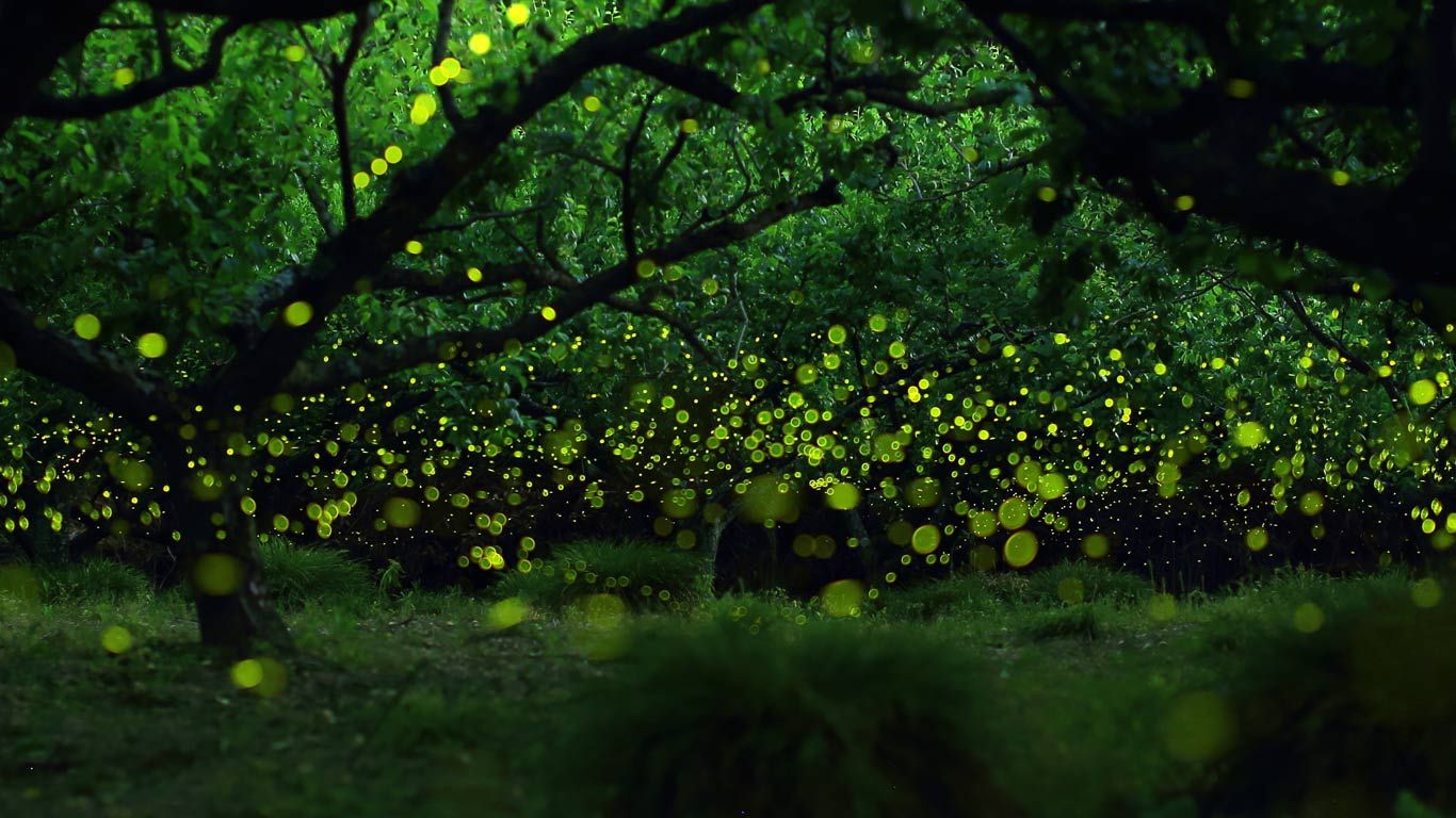 Long-exposure photograph of fireflies in a forested area near Nagoya, Japan