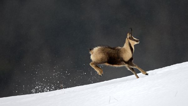 Chamois (Rupicapra pyrenaica), National Park of Pyrenees, France