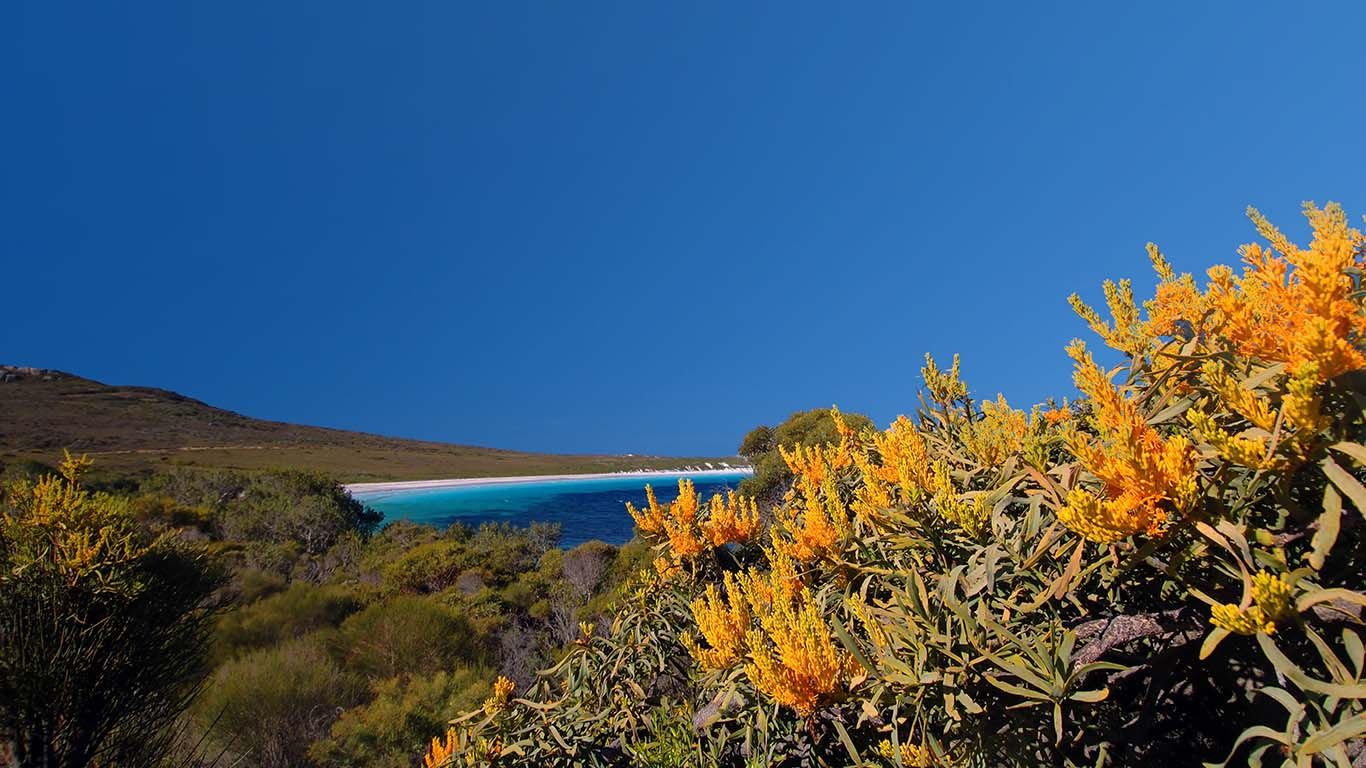 Nuytsia floribunda at Cape Le Grand National Park, Western Australia