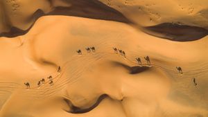 沙漠中的骆驼，阿拉伯联合酋长国 (© Amazing Aerial Premium/Shutterstock)(Bing China)