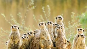 Meerkat family (© anetapics/Shutterstock)(Bing New Zealand)