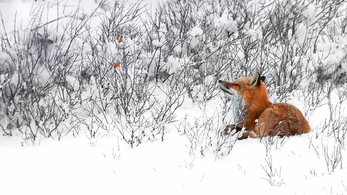 Red fox near Churchill, Manitoba, Canada