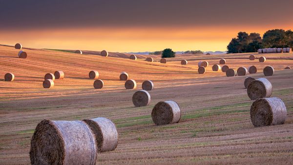 Balle di fieno, North Yorkshire, Inghilterra