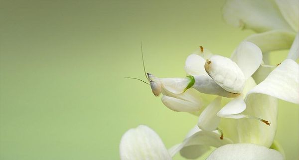 AdultOrchidMantis