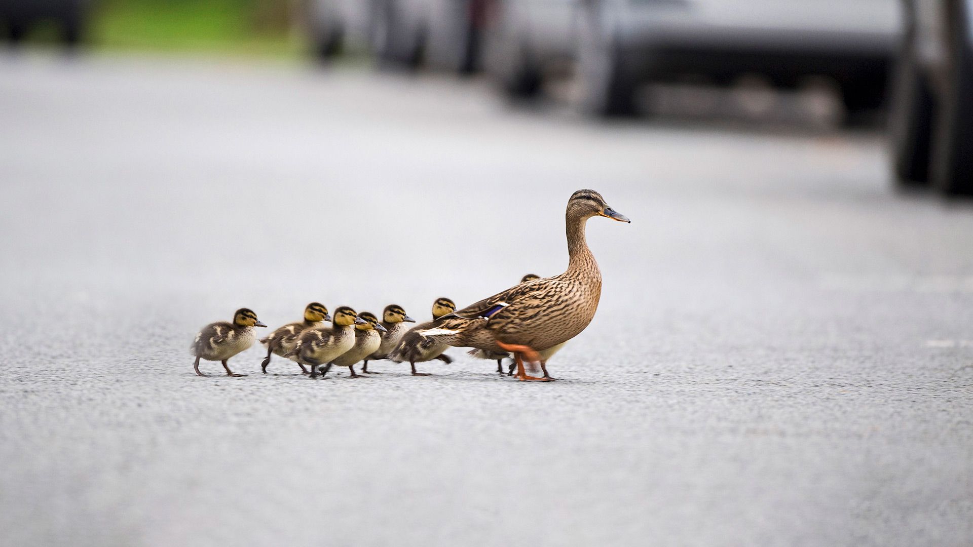 Mallard, Anas platyrhynchos, mother leading ducklings across road, Arundel, Sussex