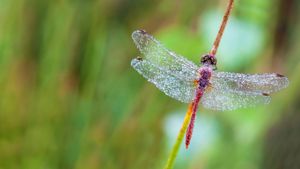 东佛兰德省荒地森林内的一只蜻蜓，比利时 (© Marcel Derweduwen/Shutterstock)(Bing China)