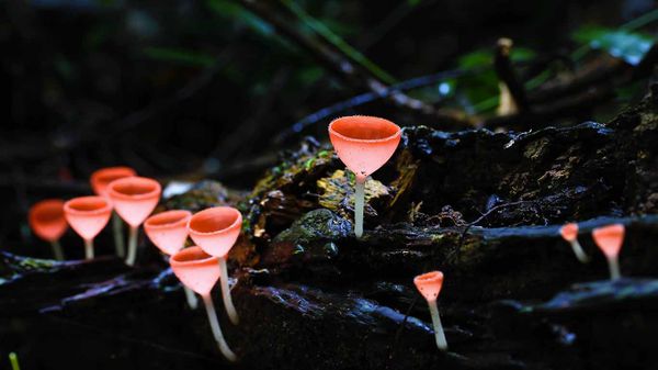Champignon Cookeina dans une forêt en Bourgogne