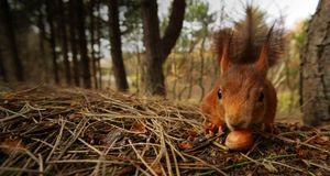 Red Squirrel (Sciurus vulgaris) feeding on nut, Formby, Merseyside (© Elliott Neep/Photolibrary) &copy; (Bing United Kingdom)