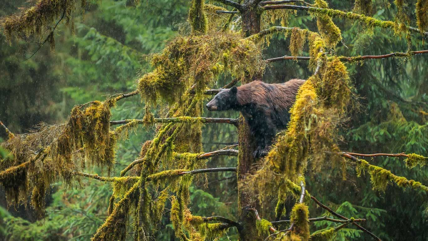 An adult black bear in the Tongass National Forest of Alaska