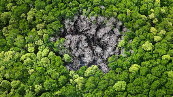 Rainforest trees burnt by lightning in Daintree National Park, Far North Queensland, Australia
