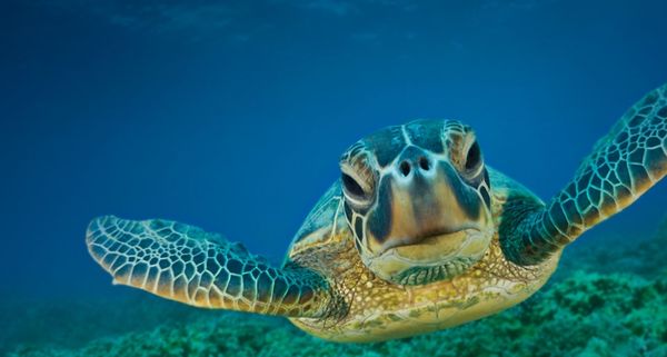 GreenTurtle