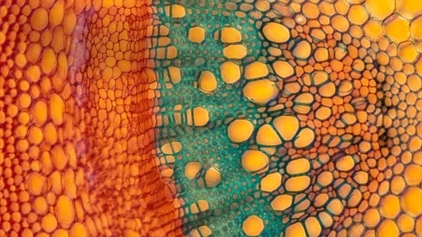 Elderberry stem cross section