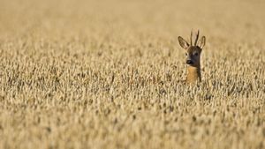 Chevreuil mâle dans un champ de blé, Haute-Normandie (© Cedric Jacquet/Minden Pictures)(Bing France)