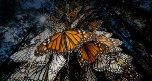 Monarch butterflies migrating to Central Mexico -- Richard Ellis/Getty Images &copy; (Bing New Zealand)