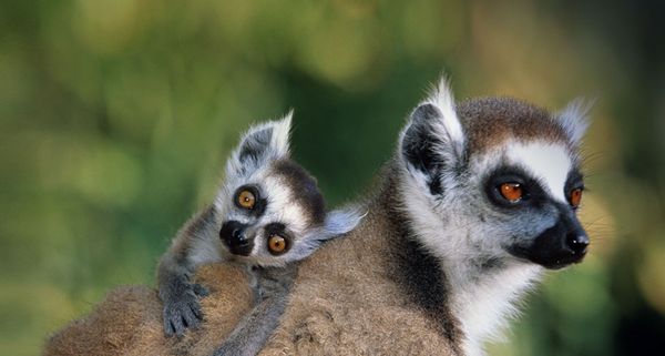 RingTailedLemur