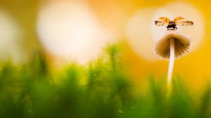 蘑菇上的七星瓢虫，荷兰阿纳姆 (© Misja Smits/Minden Pictures)(Bing China)