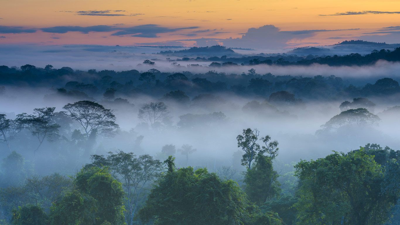 Amazon Rainforest, Brazil